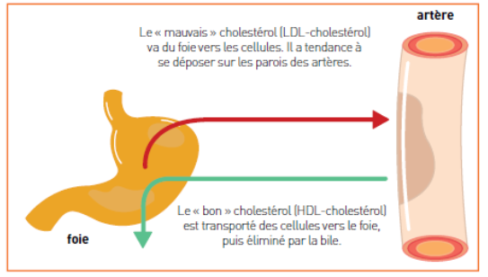 mauvais et bon cholestérol